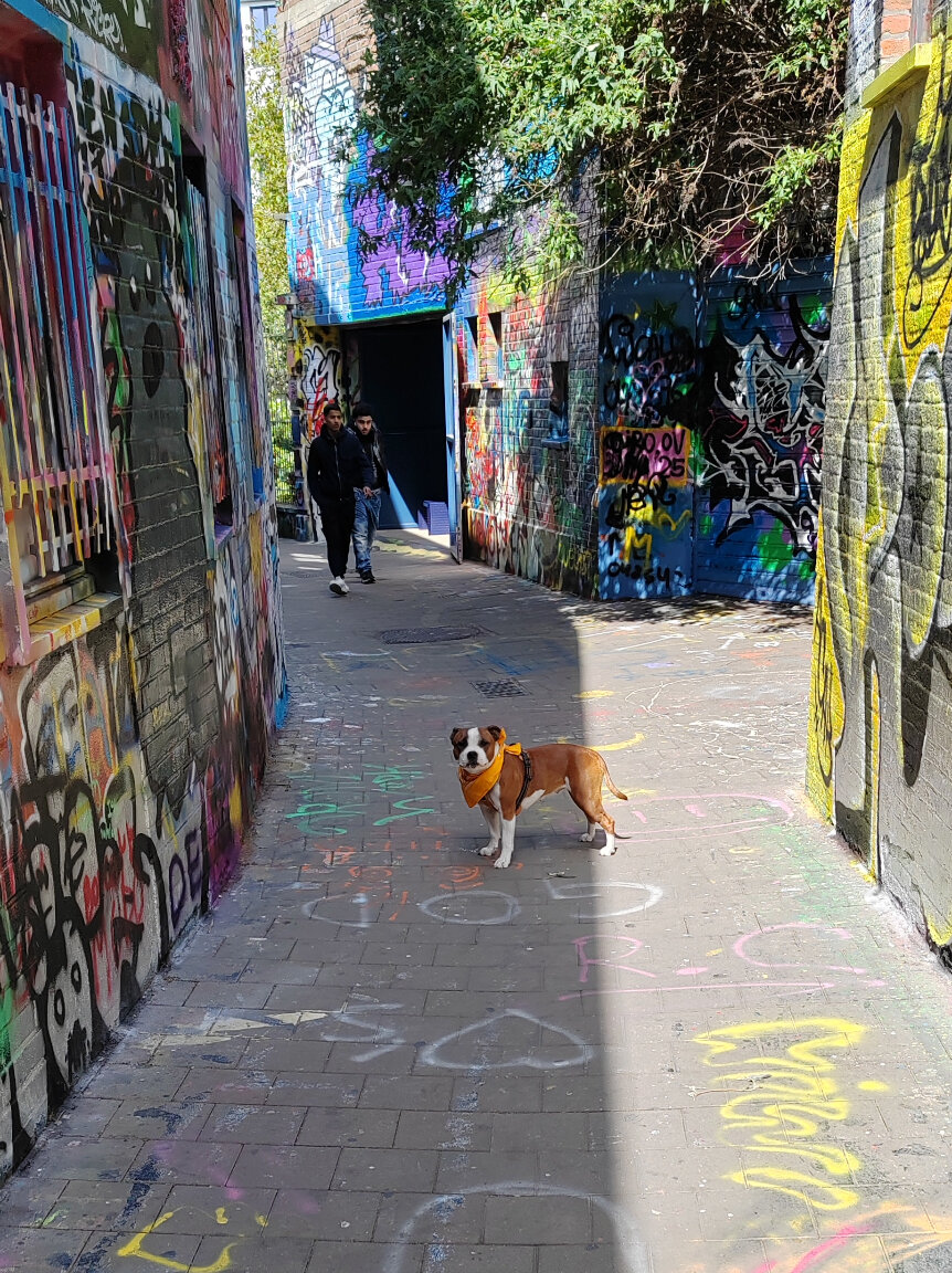 Bulldog met oranje bandana in de Werregarenstraat, het graffitisteegje van Gent